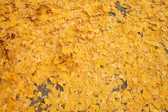 Autumn leaves on a ground