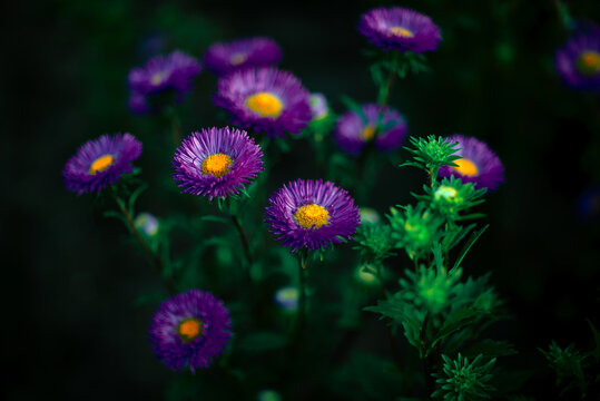 Summer nature flower