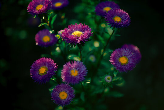 Summer nature flower