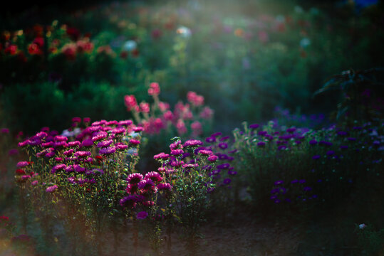 Summer nature flower
