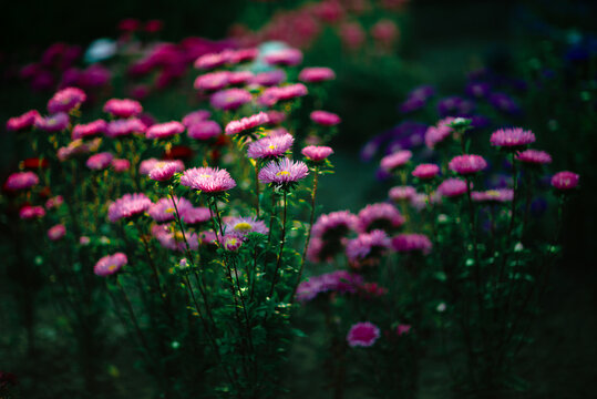 Summer nature flower