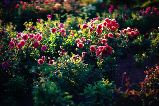 Summer nature flower