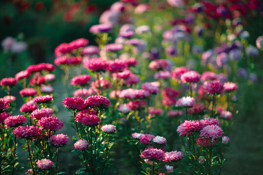 Summer nature flower
