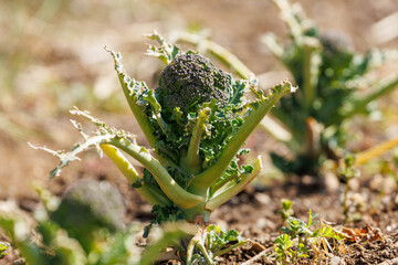 畑で栽培されているブロッコリー