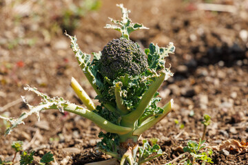 畑で栽培されているブロッコリー