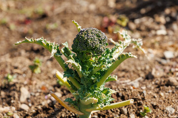畑で栽培されているブロッコリー