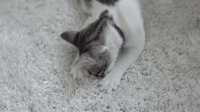 Aegean cute cat lying on carpet and sucking mooving with paws