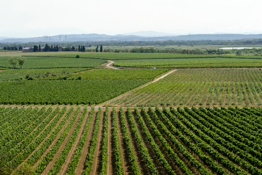 Vineyards and distant wind turbines in rural France