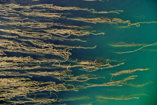 Close-up of submerged river plants in turquoise water