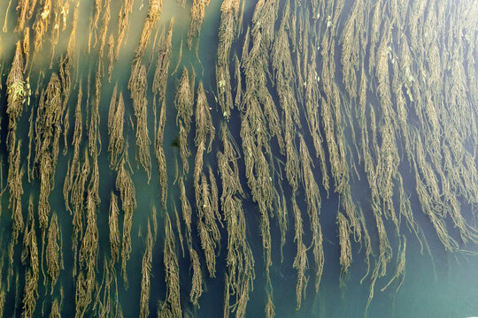 Submerged aquatic plants in flowing river