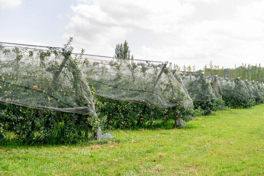 Apple orchard protected with netting during growing season