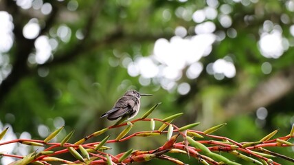 Fototapeta premium Gray-throated hummingbird, a species endemic to Brazil, perched on the flowers of a bromeliad.