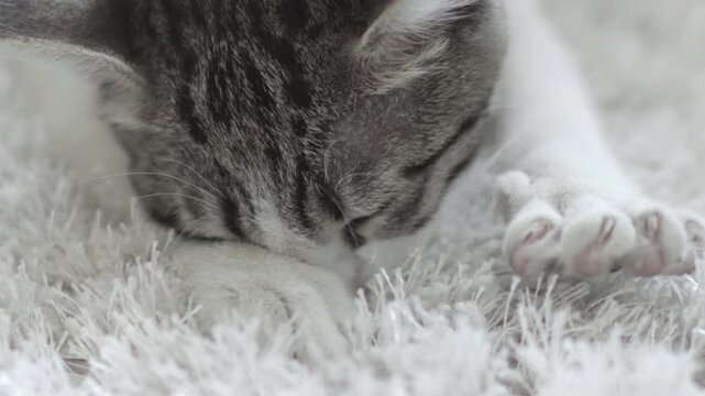 Aegean cute cat lying on carpet and sucking mooving with paws