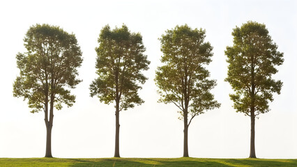 Fototapeta premium Four tall trees standing in a row on a grassy field under a clear sky