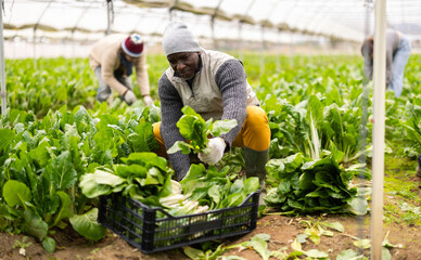 Male farmer harvests chard along with other hired workers