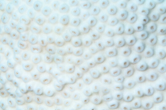 Live Coral pattern 
