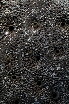 Sea Sponge Pattern
