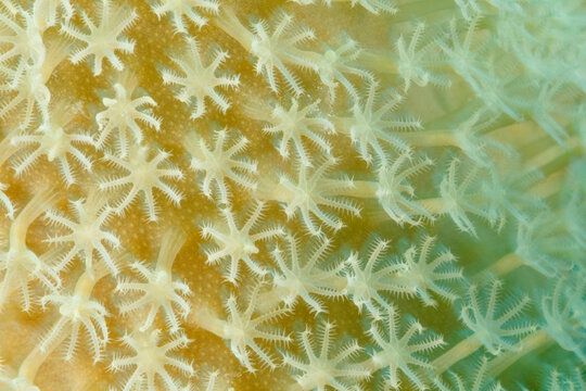 Coral Polyps
