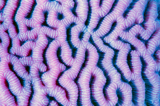 Brain Coral Pattern
