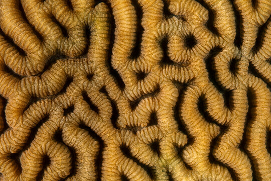 Coral Pattern
