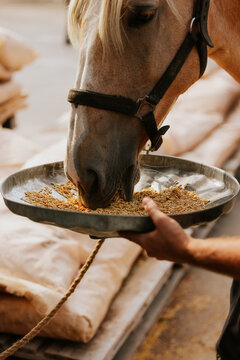 Brown horse eating oats from a metal feeding tray