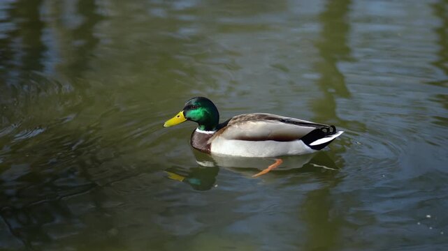 Wild Bufflehead (Bucephala albeola) duck swimming in pond water