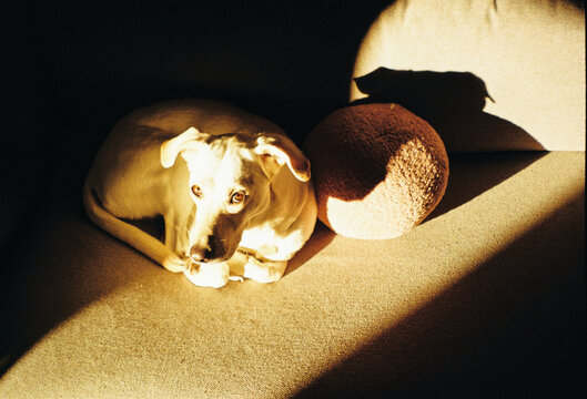 Dog Resting on Couch in Sunlight Near Round Toy