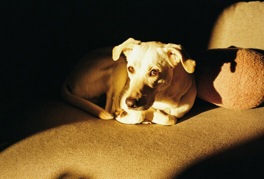 Dog Resting on a Couch in Sunlight During the Afternoon