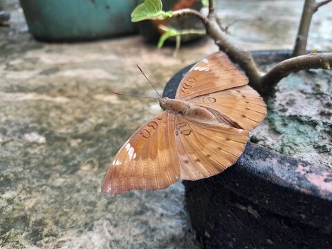 Common Baron butterfly resting on a flower pot. Euthalia aconthea insect in nature. 