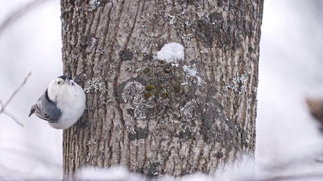 Nuthatch perched on the side of a tree trunk in winter, pausing before climbing upward and dislodging falling snow. Short wildlife clip capturing natural bird movement and agility in winter..