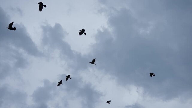 Dramatic scene of flock of silhouette black birds fly on dark sky over city building, slow motion