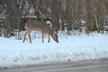 Obraz premium Doe in the Snow by the Street