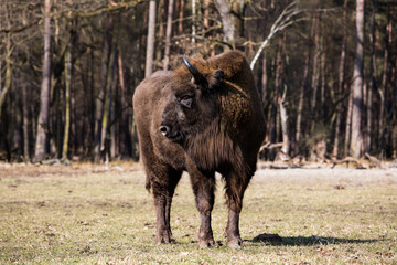 Rodzina żubrów  na wiosennej polanie  starego lasu Pszczyny Jankowice © kubikactive