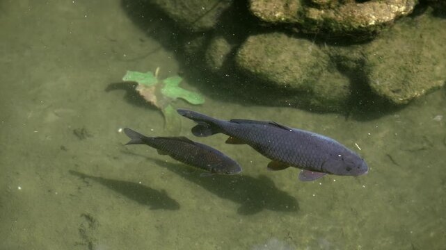 Brown trout (Salmo trutta) preparing for spawning in small creek