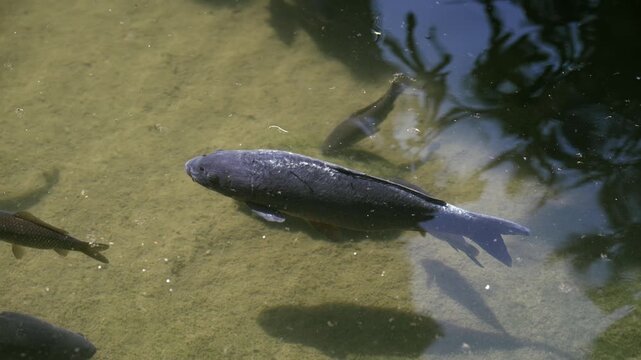 Brown trout (Salmo trutta) preparing for spawning in small creek