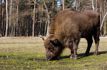 Rodzina żubrów  na wiosennej polanie  starego lasu Pszczyny Jankowice © kubikactive