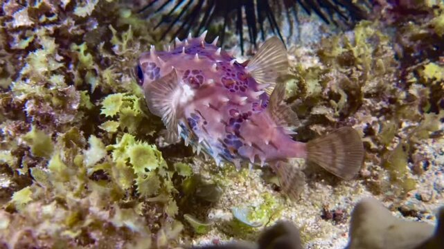 Alert Porcupinefish Hovering Above Algae Covered Coral Reef