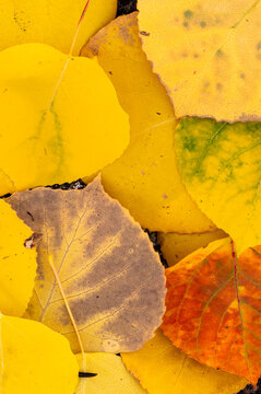 yellow leaves on the ground