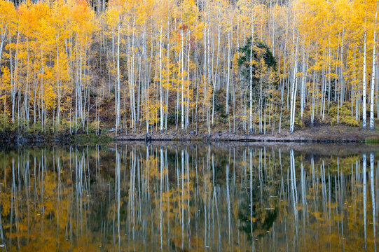 autumn forest in the morning