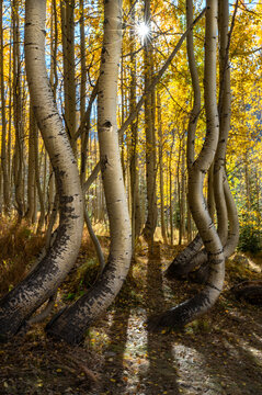autumn in the woods