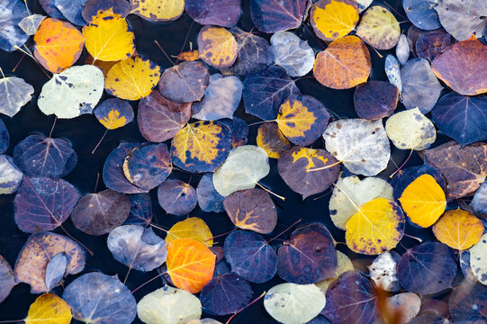 red and yellow leaves