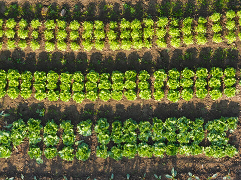 Aerial View of Organic Lettuce Rows Growing in Garden