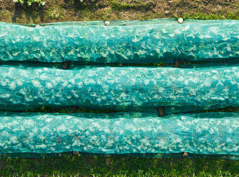 Aerial View of Vegetable Crops Protected by Green Netting in Gar
