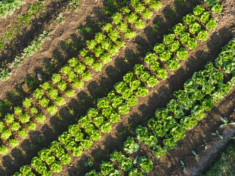 Aerial View of Organic Lettuce Rows Growing in Garden