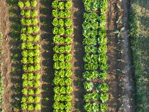 Aerial View of Organic Lettuce Rows Growing in Garden