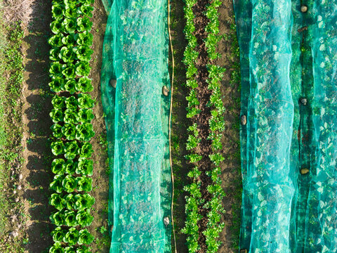 Aerial View of Organic Vegetable Garden with Netting