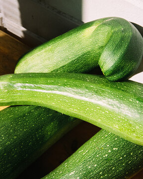 Close-Up of Fresh Green Zucchini in Natural Sunlight