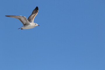 Fototapeta premium ring billed gull in flight