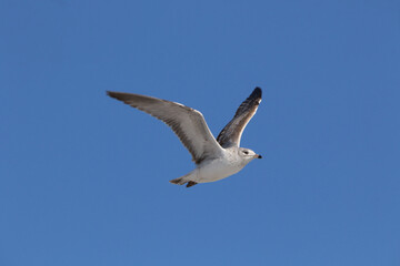 ring billed gull in flight