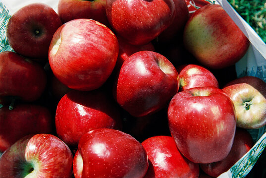 Bag Filled with Fresh Red Apples from an Orchard